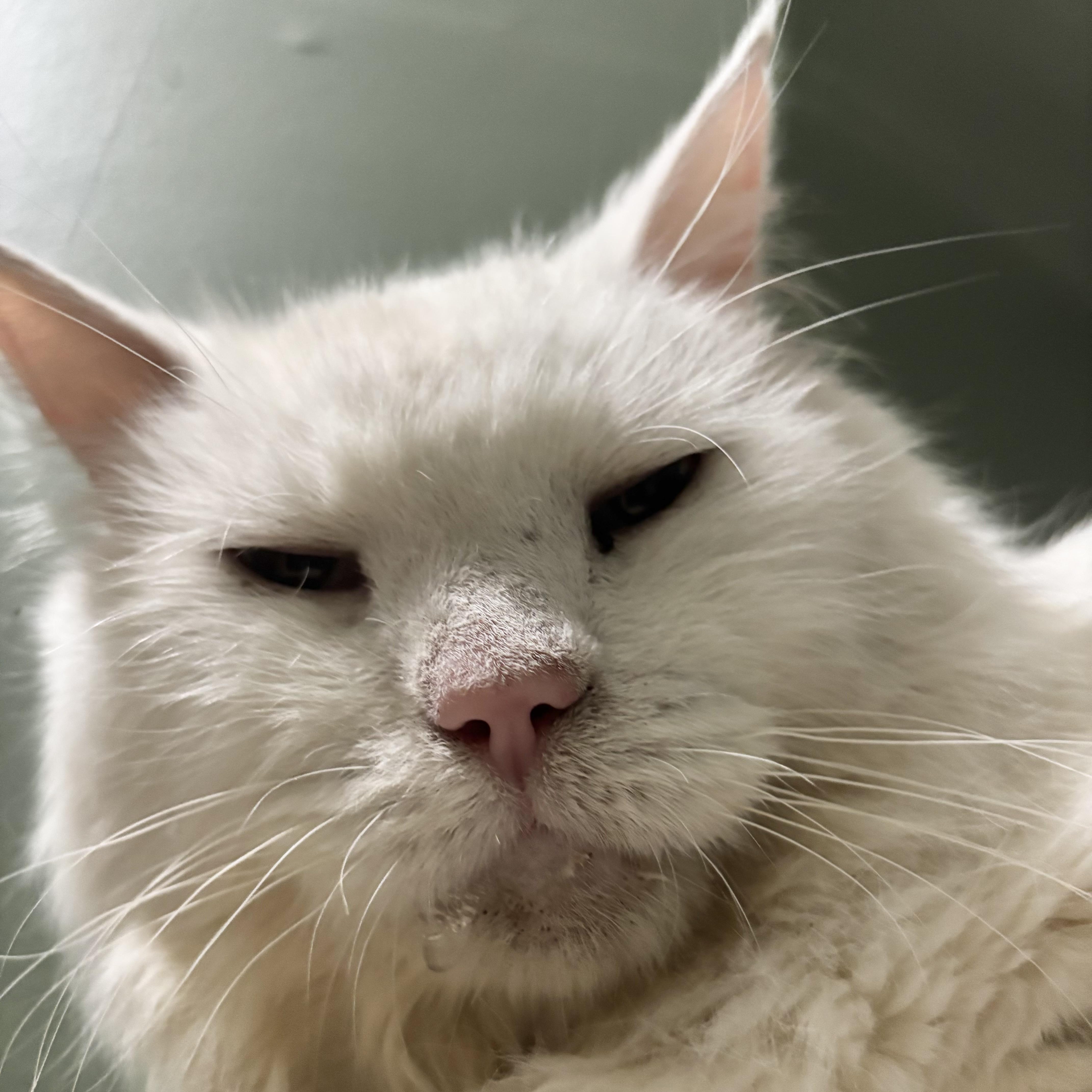 Guinevere thumbnail 3