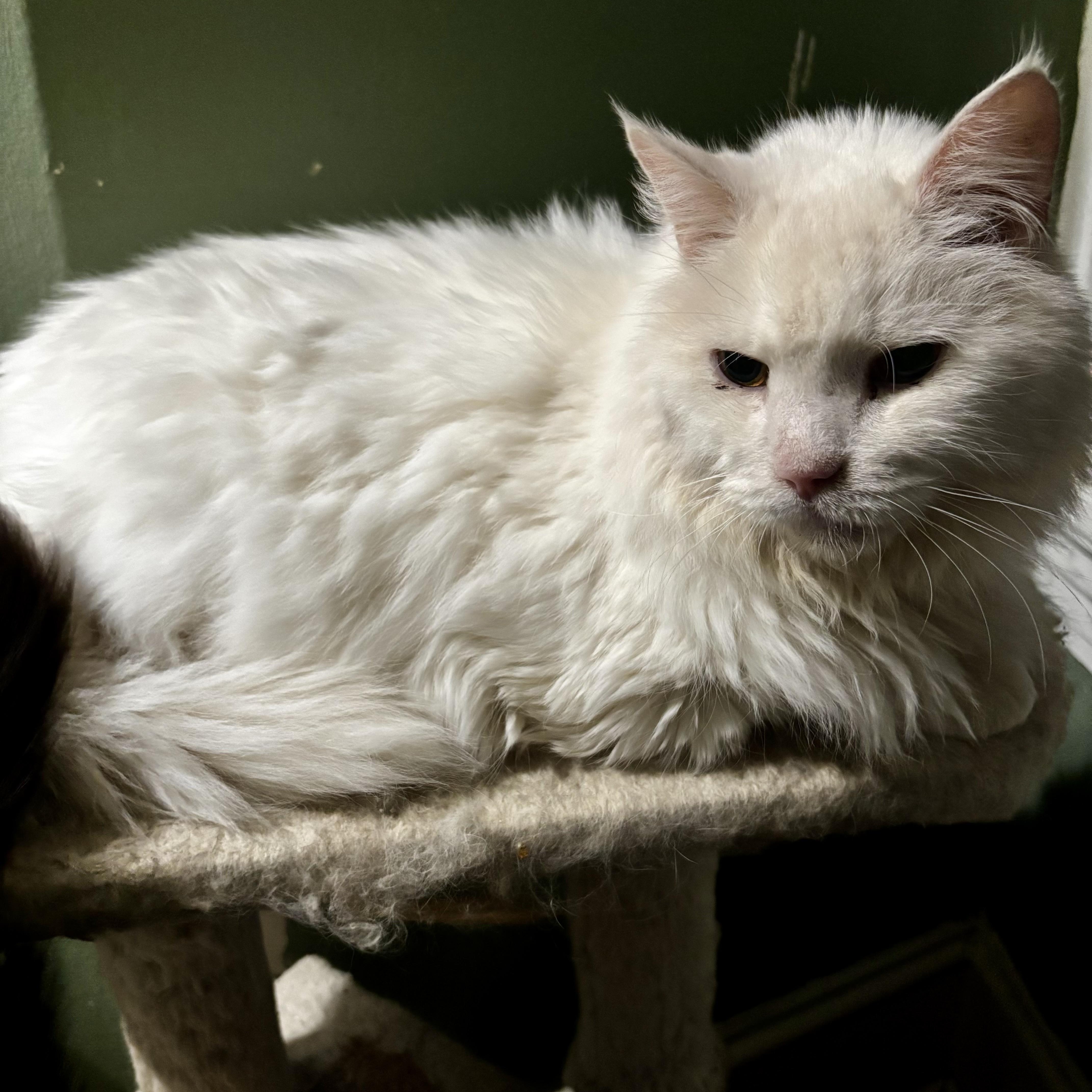 Guinevere thumbnail 4