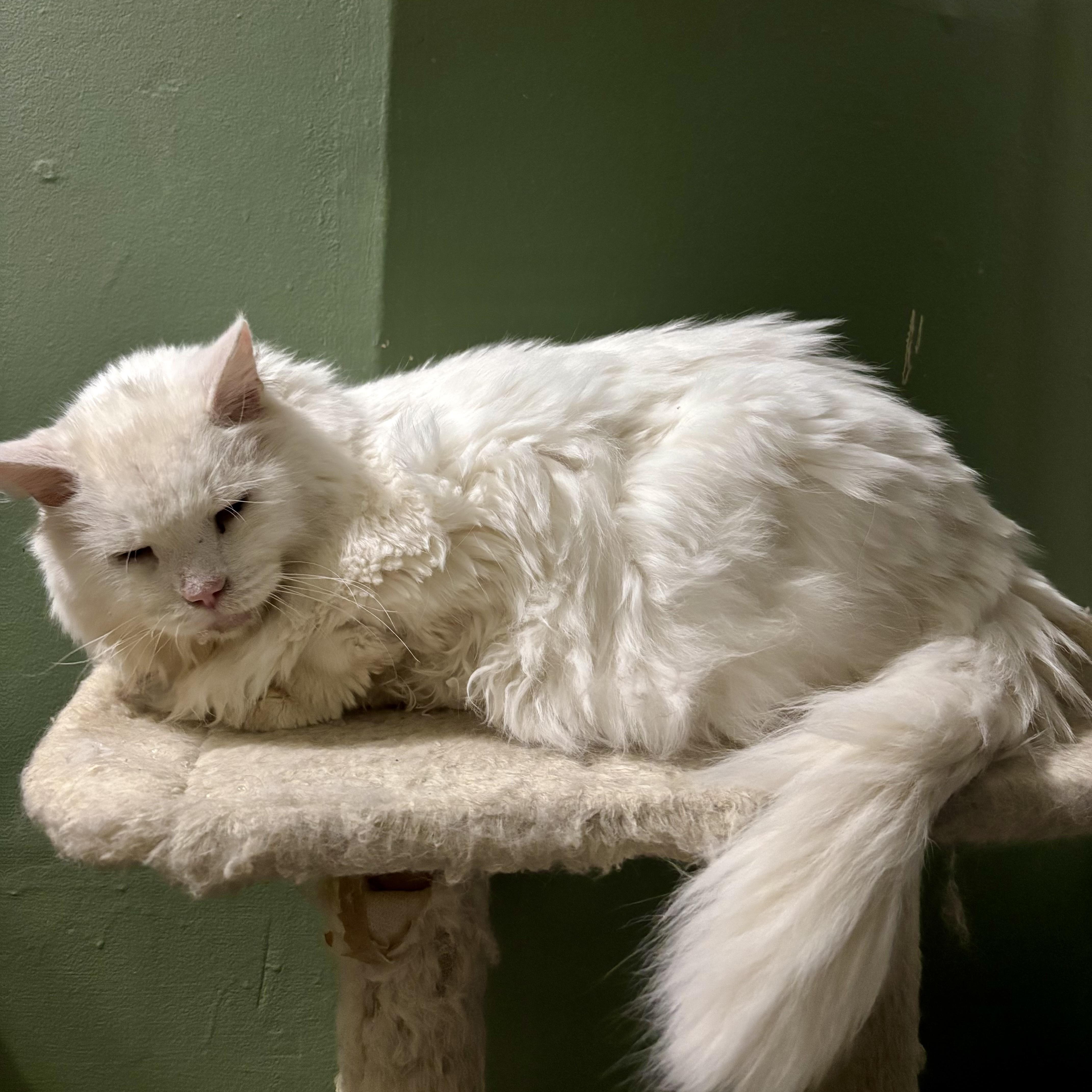 Guinevere thumbnail 5