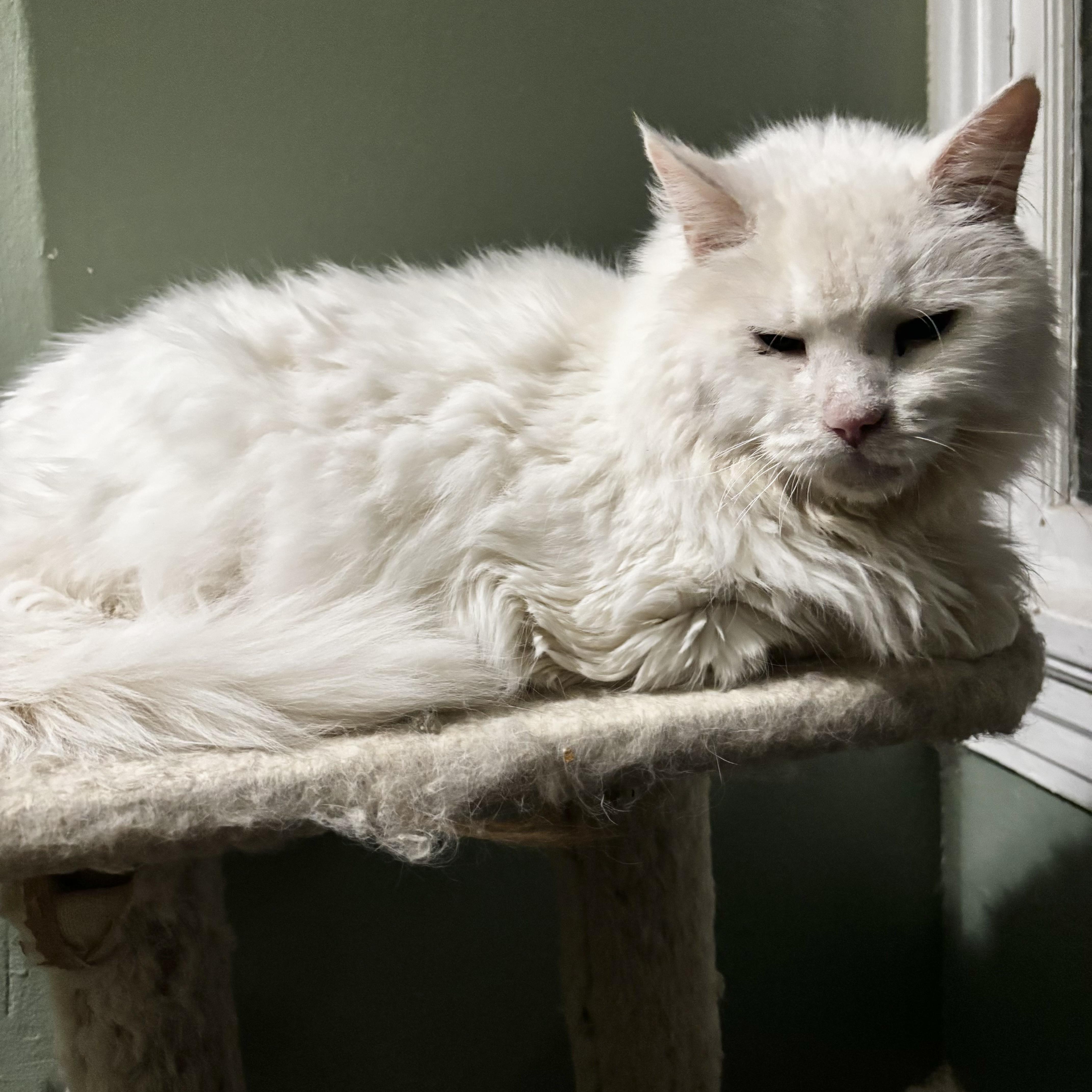 Guinevere thumbnail 6