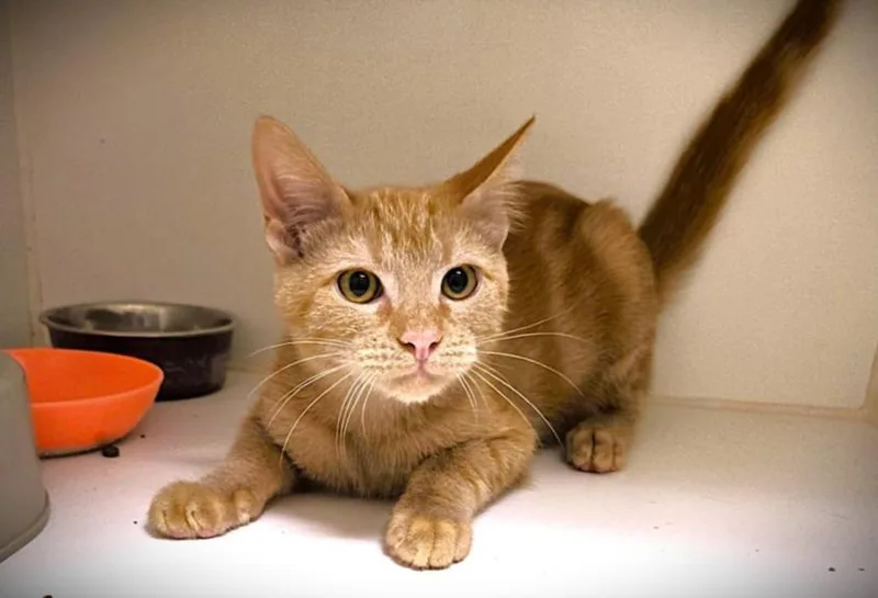 A baby small-sized male Domestic Short Hair cat named Dasani for adoption in Texas City, TX