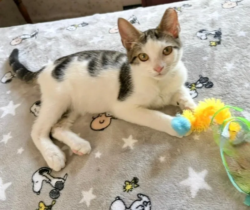 A young medium-sized male Tabby (Gray / Blue / Silver) Tabby cat named Percy and Pippin for adoption in Columbia, SC