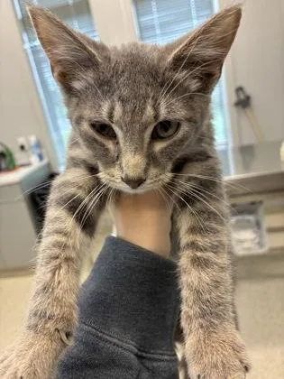 A young small-sized male Domestic Short Hair cat named Buster Jr for adoption in Lafayette, IN