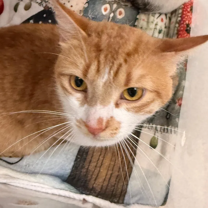 An adult medium-sized male Orange / Red Domestic Short Hair cat named Harley for adoption in Evansville, IN