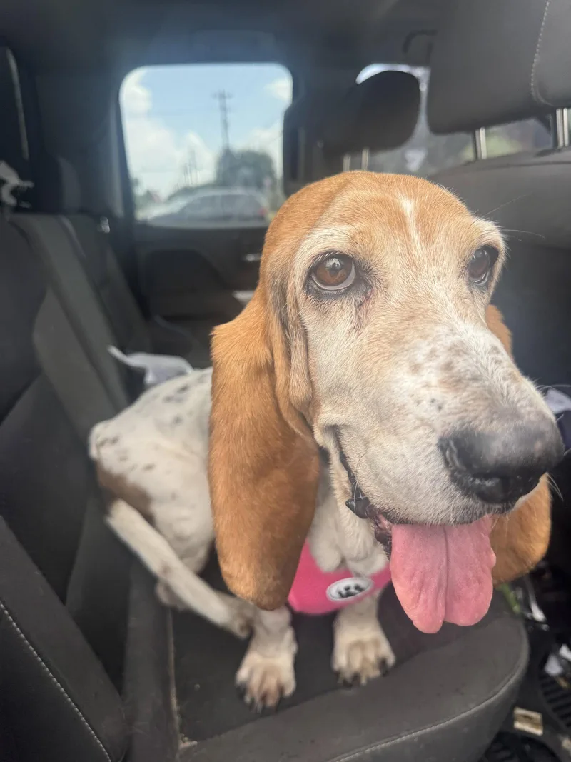 A senior large-sized female Basset Hound dog named Cookie for adoption in Grapevine, TX