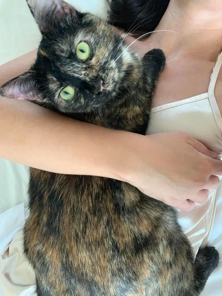 A young medium-sized female Domestic Short Hair cat named Cashmere for adoption in Chicago, IL