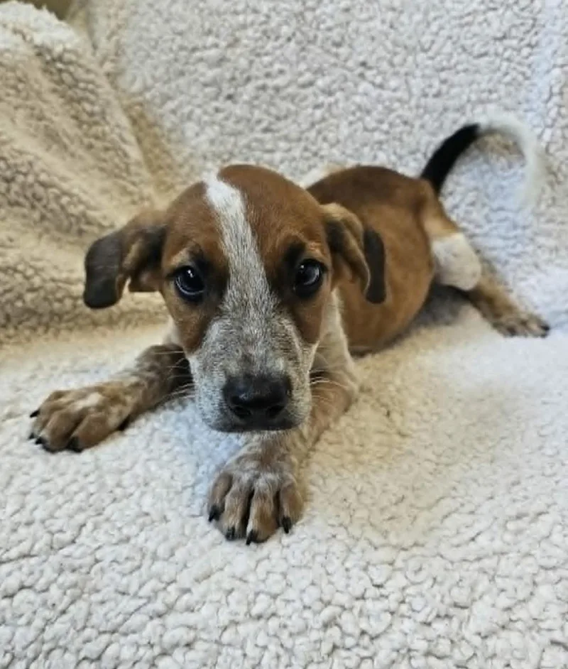 An adult medium-sized male Black Mouth Cur dog named Beau for adoption in Rockwall, TX