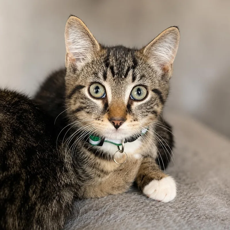 A young medium-sized male Tabby (Brown / Chocolate) Domestic Short Hair cat named Batman for adoption in Stafford, VA