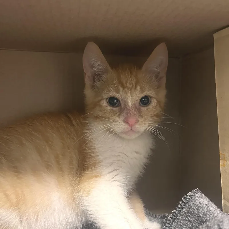 A baby small-sized male Orange / Red Domestic Short Hair cat named Marble Slab for adoption in Hattiesburg, MS