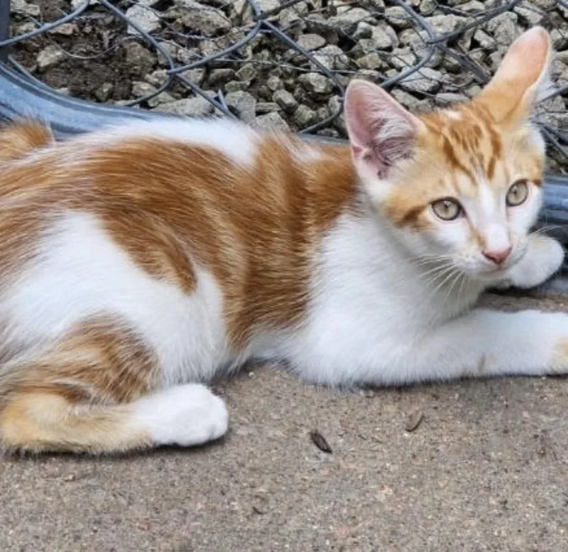 A baby small-sized male Orange & White Domestic Short Hair cat named Waffles for adoption in Maineville, OH