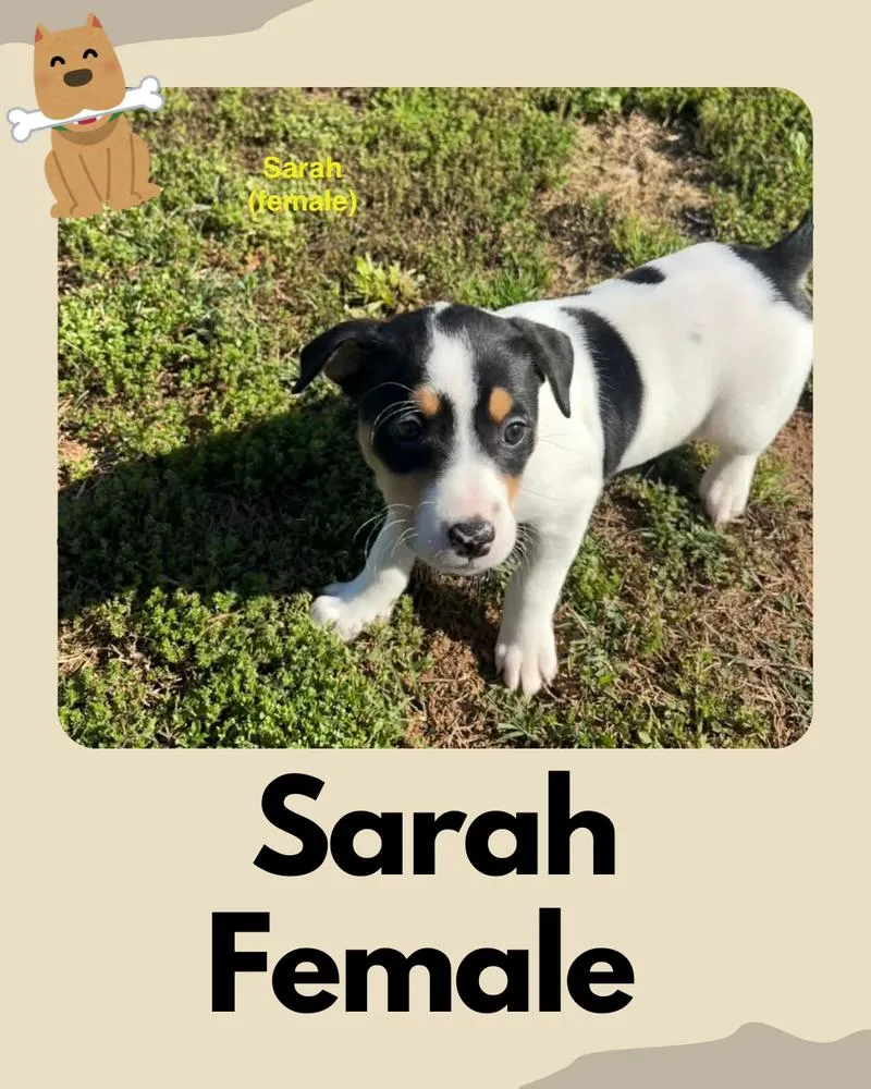 A baby small-sized female Jack Russell Terrier dog named Sarah ~ for adoption in Columbia, TN