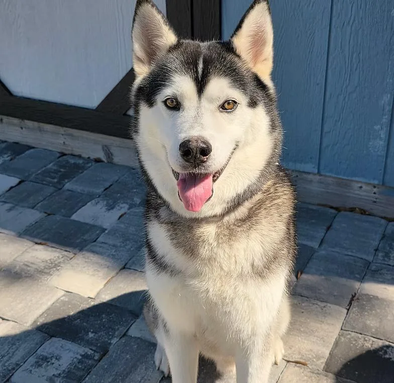 An adult medium-sized male Black Siberian Husky dog named Lance for adoption in West Palm Beach, FL