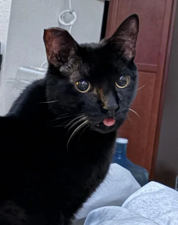 A senior small-sized male Domestic Short Hair cat named Gibby for adoption in San Diego, CA