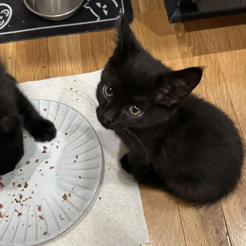 A baby medium-sized male Black Domestic Short Hair cat named Redbull Energy for adoption in Richmond, VA