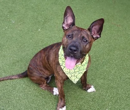 An adult large-sized female Mixed Breed dog named Chanel for adoption in Athens, GA