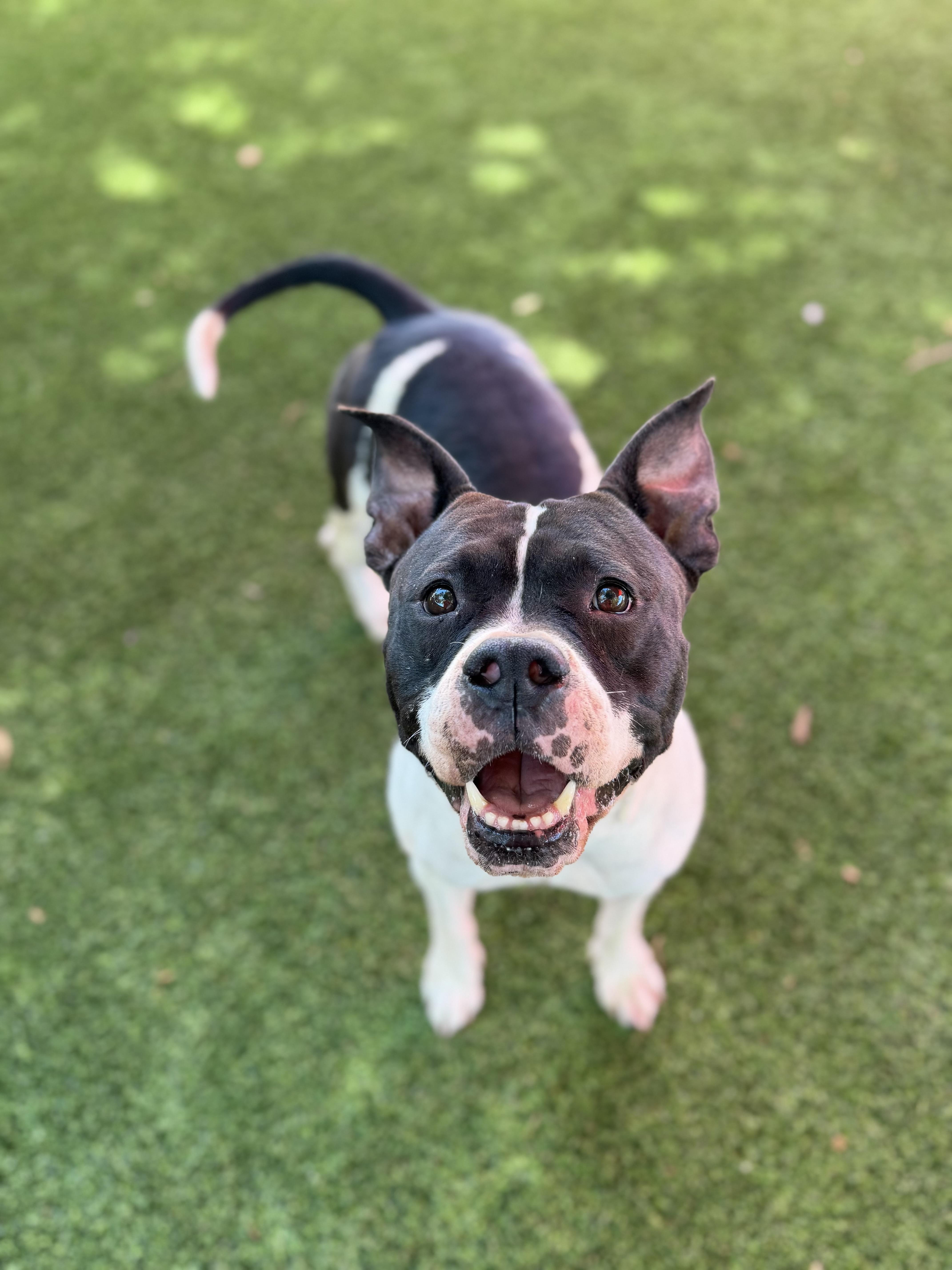An adult medium-sized female Black American Staffordshire Terrier dog named Shyla for adoption in Glendale, AZ