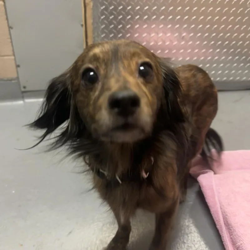 An adult small-sized male Brindle Dachshund dog named Graeme for adoption in Tacoma, WA