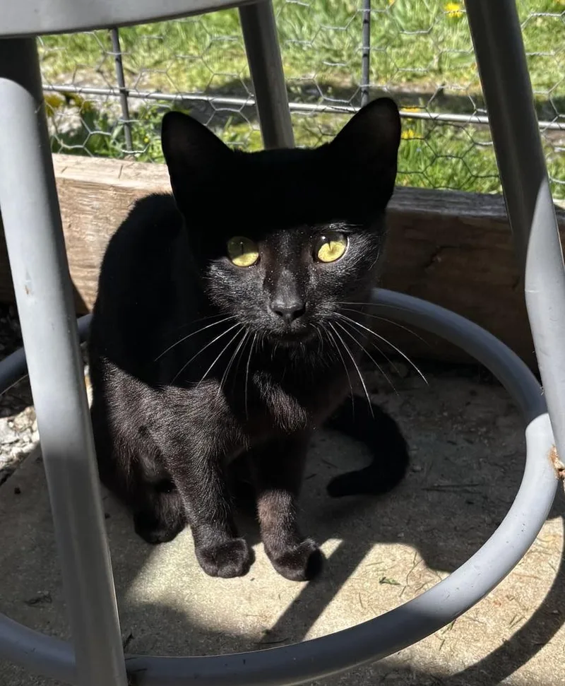 A young small-sized female Black Domestic Short Hair cat named Evie for adoption in New Woodstock, NY