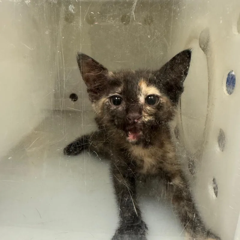 A baby small-sized female Tortoiseshell Domestic Short Hair cat named Vivienne for adoption in Columbus, GA