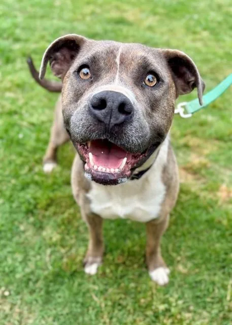 An adult medium-sized female American Staffordshire Terrier dog named Ashley for adoption in York, SC