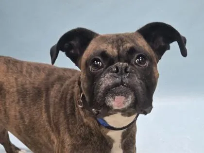 An adult large-sized male Boxer dog named Uno for adoption in Coon Rapids, MN