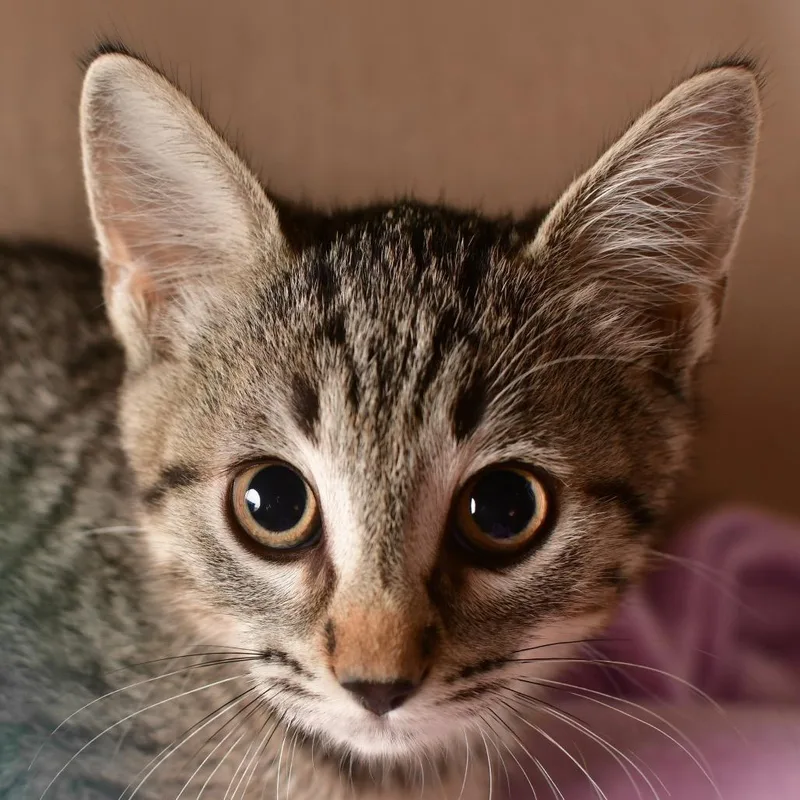 A baby small-sized female Brown / Chocolate Domestic Short Hair cat named Gravy for adoption in Emporia, KS