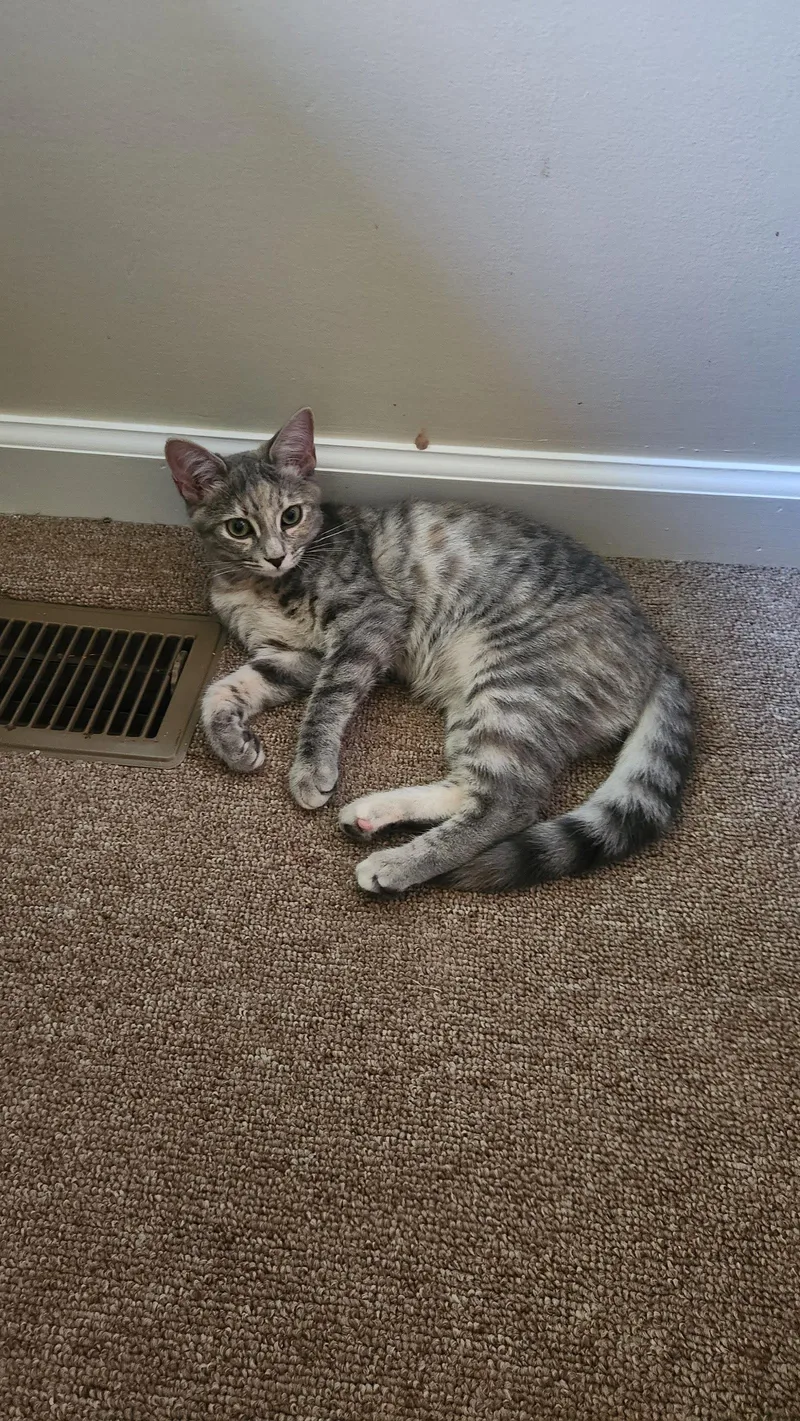 A young medium-sized female American Shorthair cat named Julia for adoption in Roanoke, AL