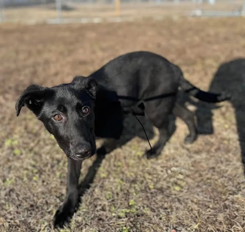 A baby medium-sized female Labrador Retriever dog named Hilda for adoption in North Syracuse, NY