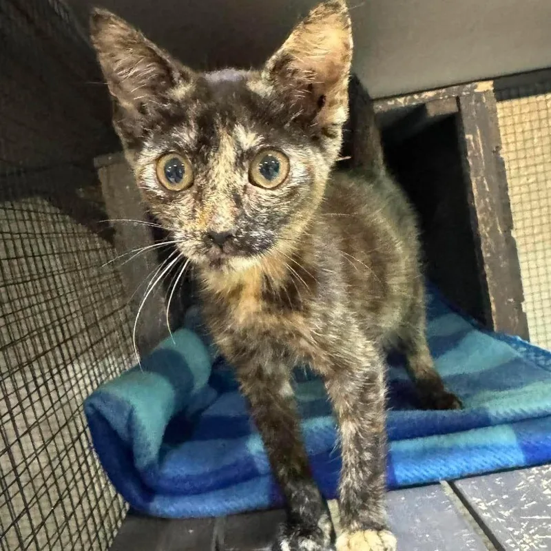 A baby small-sized female Black Domestic Short Hair cat named Tortoise for adoption in Seminole, FL