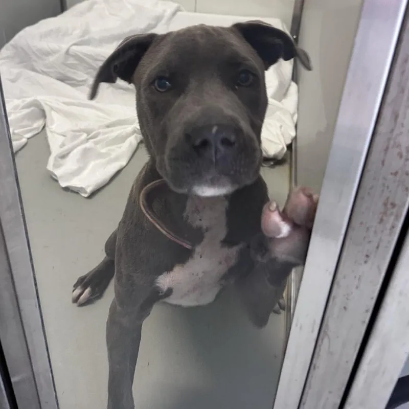 A young medium-sized male Gray / Blue / Silver Pit Bull Terrier dog named Rykard for adoption in Branson, MO