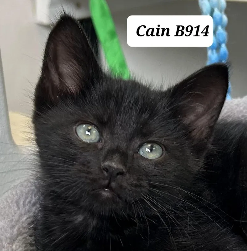 Cain