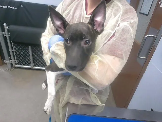 A baby large-sized female Dutch Shepherd dog named Miss Muffet for adoption in Phoenix, AZ