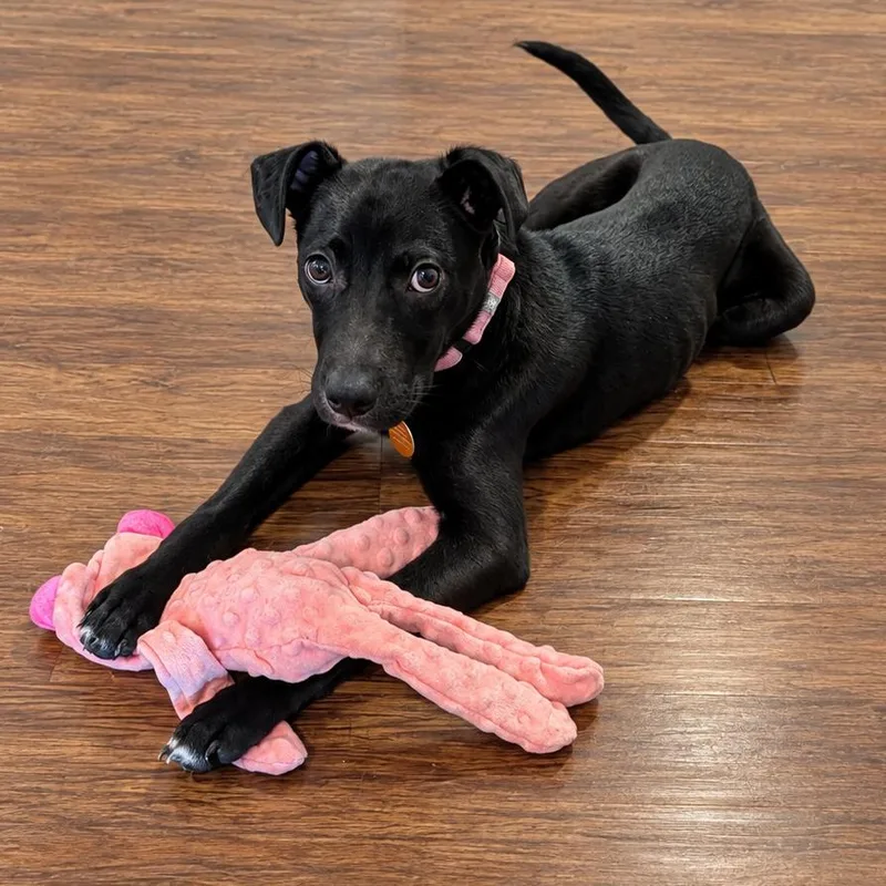 A young small-sized female Black Mixed Breed dog named Florenta for adoption in Fredericksburg, VA