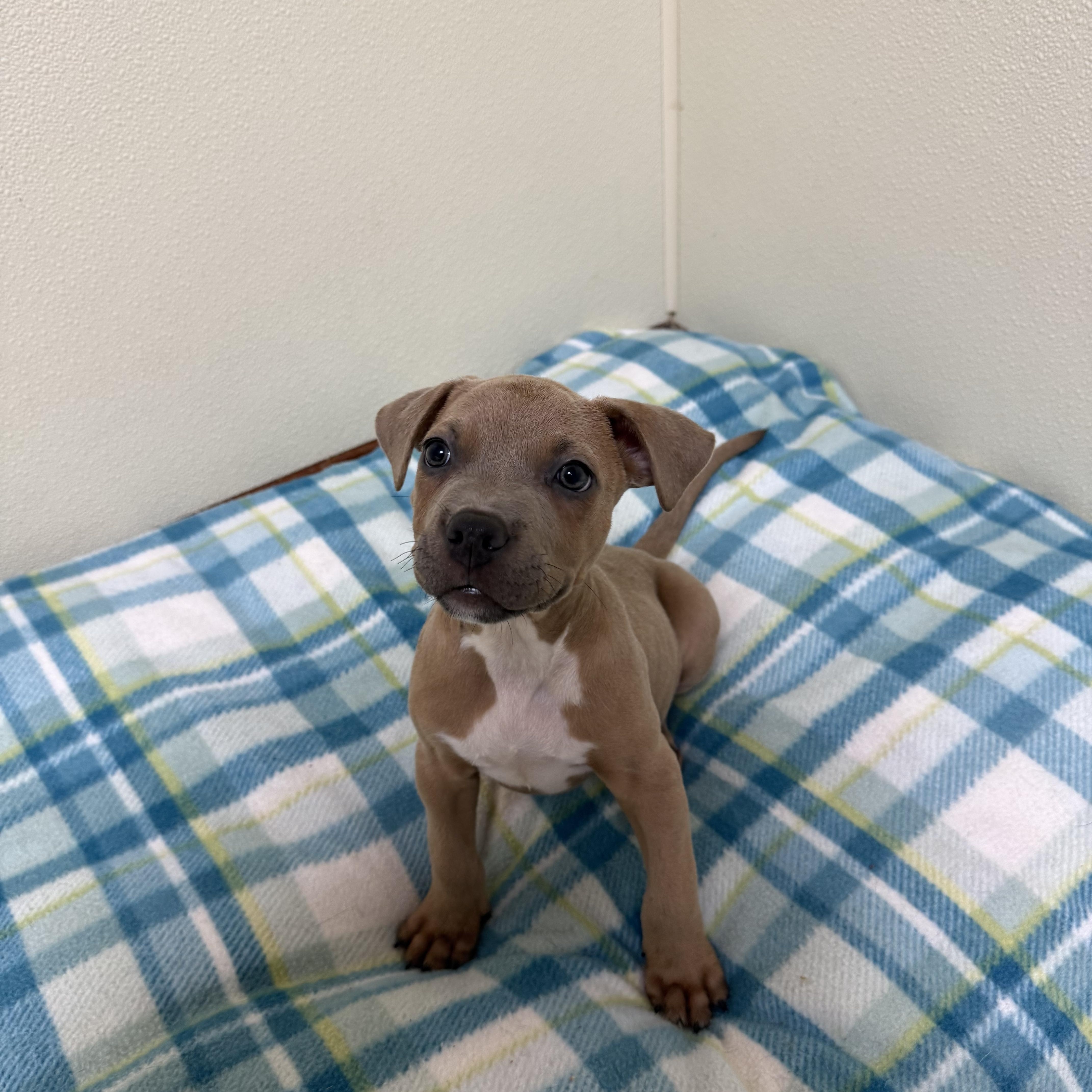 A baby medium-sized male Yellow / Tan / Blond / Fawn Mixed Breed dog named Cooper for adoption in Douglas, MA