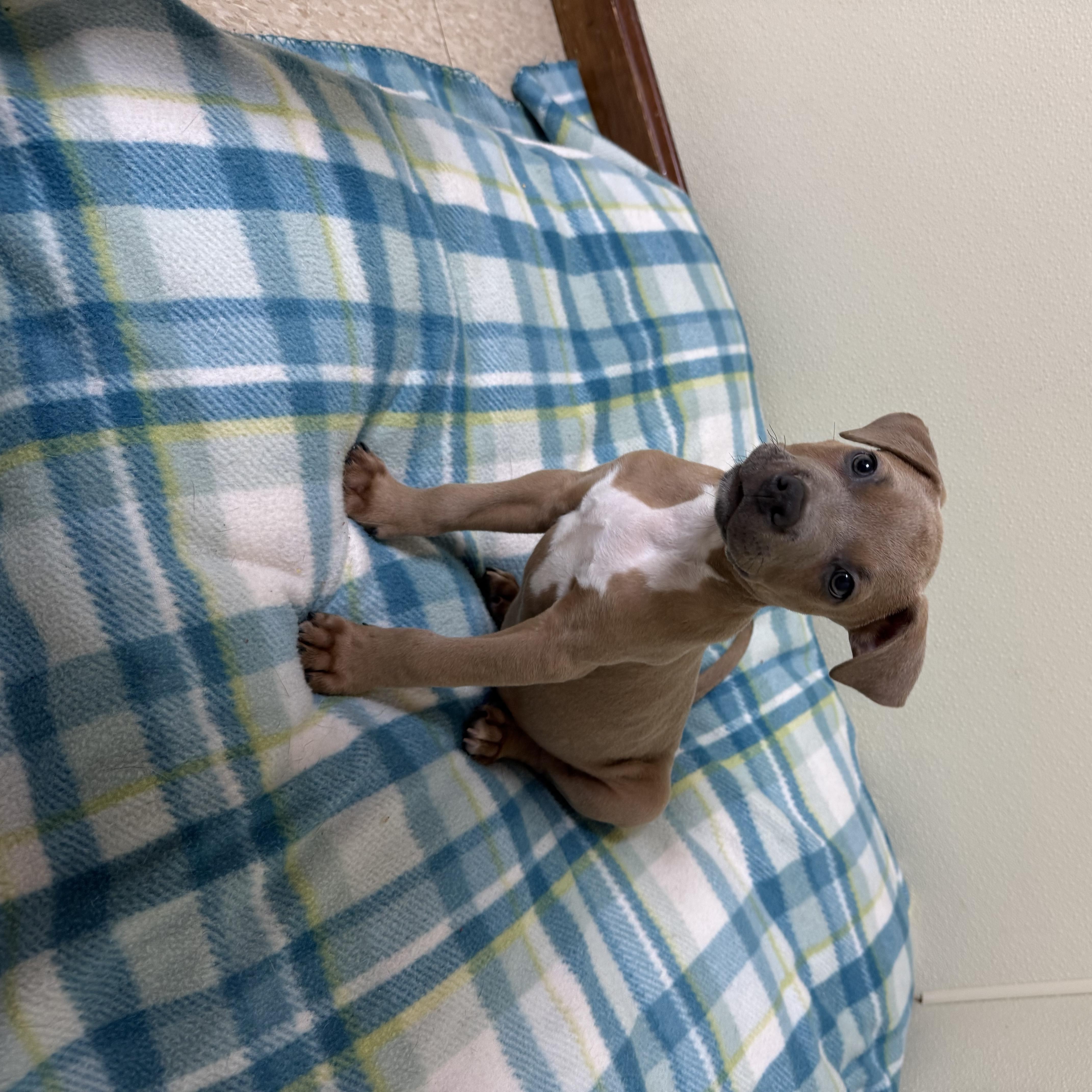 Cooper thumbnail 2