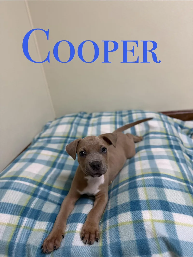 Cooper thumbnail 4