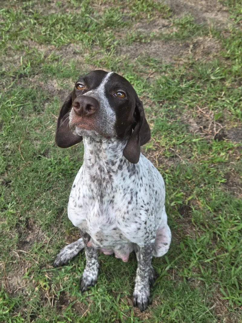 An adult medium-sized female German Shorthaired Pointer dog named Vita for adoption in Cochran, GA