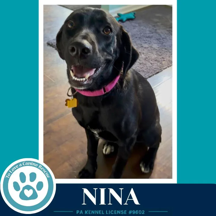 An adult medium-sized female Black Labrador Retriever dog named Nina for adoption in Kimberton, PA