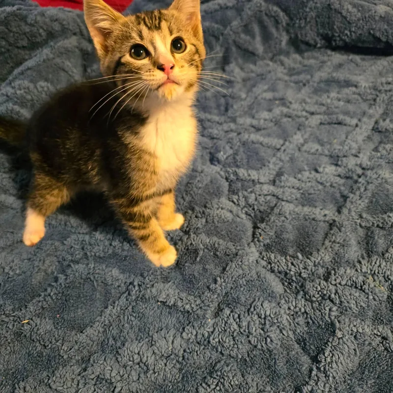 A baby medium-sized male Tabby (Brown / Chocolate) Domestic Short Hair cat named Tig for adoption in Fort Payne, AL
