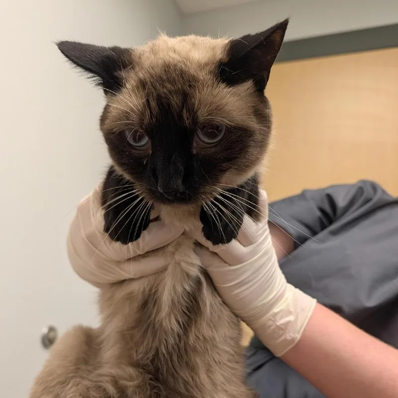 An adult large-sized male Brown / Chocolate Domestic Short Hair cat named Baluu for adoption in Jacksonville, FL