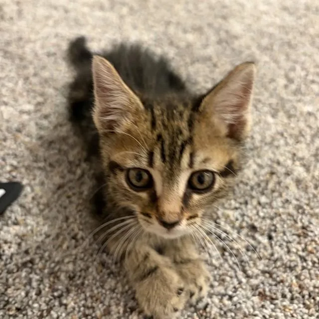 A baby small-sized male Domestic Medium Hair cat named Dallas for adoption in Auburn, CA