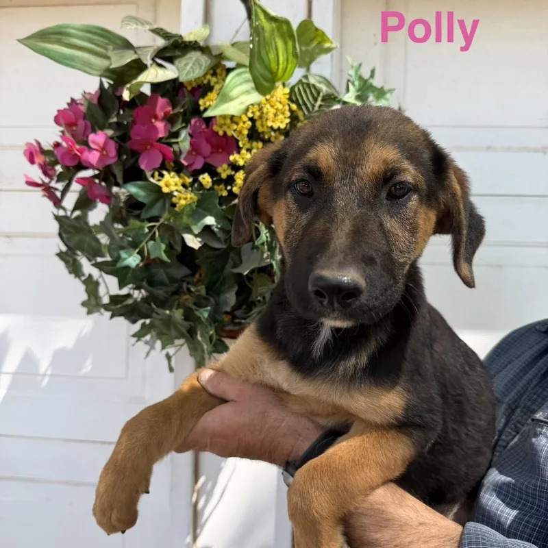 A baby medium-sized female Shepherd dog named Polly for adoption in Pearsall, TX