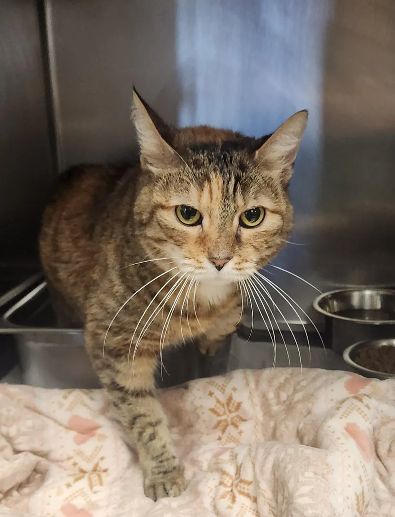 An adult medium-sized female Torbie Domestic Short Hair cat named Te Fiti for adoption in Clayton, NJ