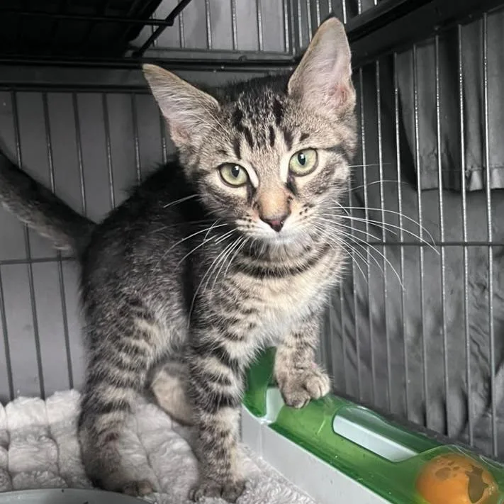 A baby small-sized male Brown / Chocolate Domestic Short Hair cat named Davy Jones for adoption in Winchester, VA
