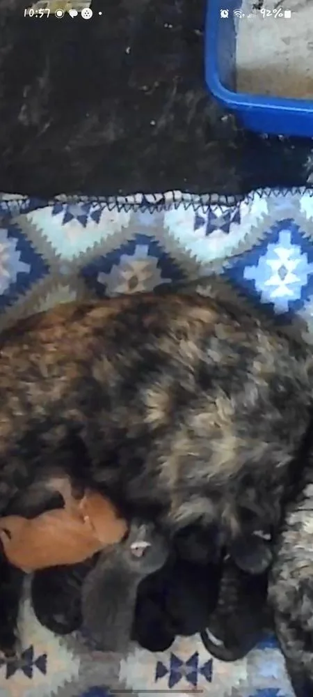 A baby small-sized female Black Domestic Medium Hair cat named Rotelle for adoption in Lorain, OH