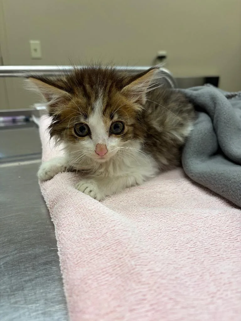 A baby small-sized male Domestic Medium Hair cat named Pip Squeek for adoption in Liverpool, NY