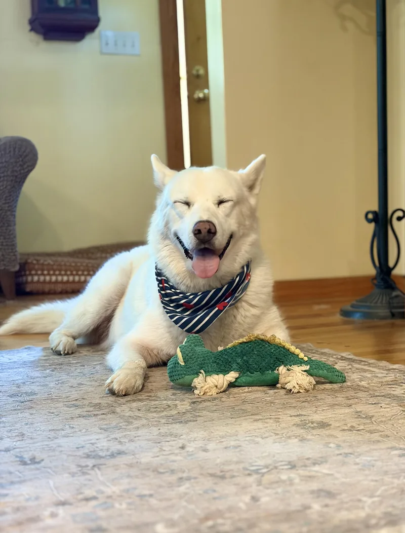 An adult large-sized male Husky dog named Poco for adoption in Red Rock, TX