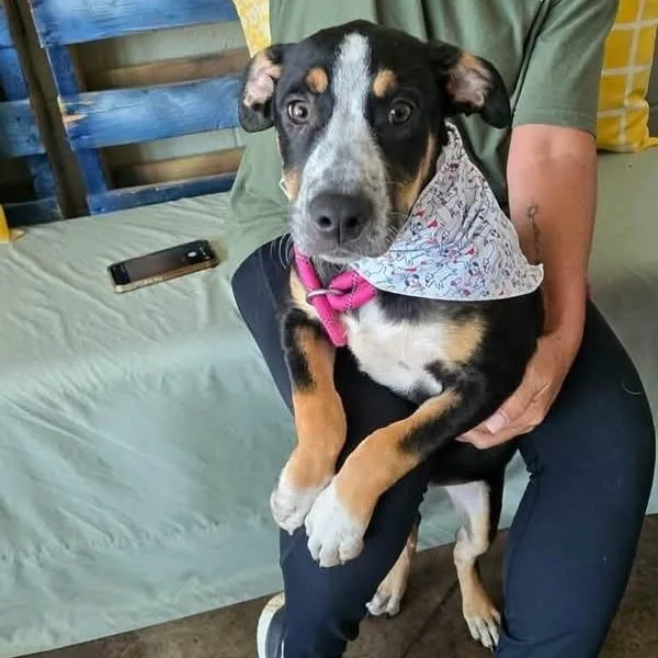 A baby medium-sized male Australian Cattle Dog / Blue Heeler dog named Brother for adoption in Williston, VT