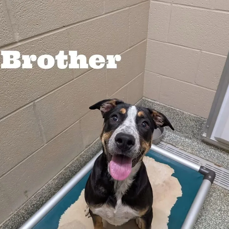 Brother thumbnail 2