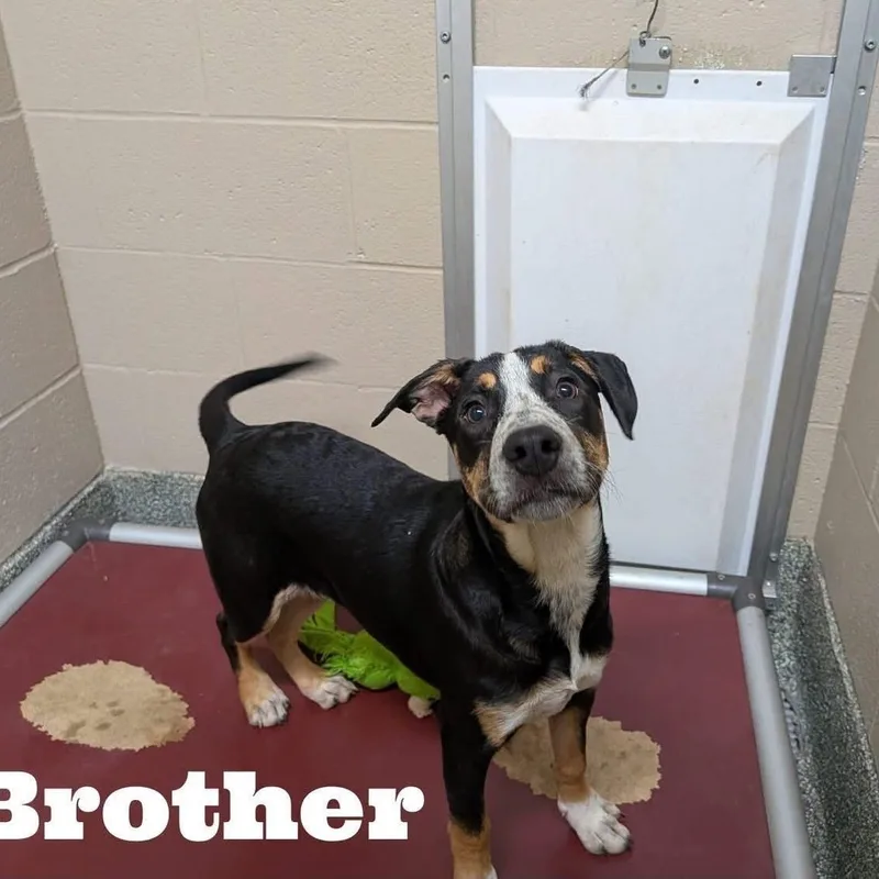 Brother thumbnail 3